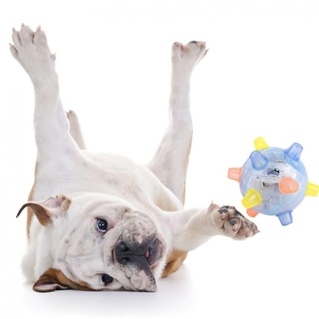 pet-jumping-ball-toy-640x640 1
